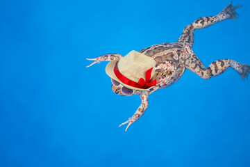 funny frog in sunglasses and a straw hat on a blue background, abstraction