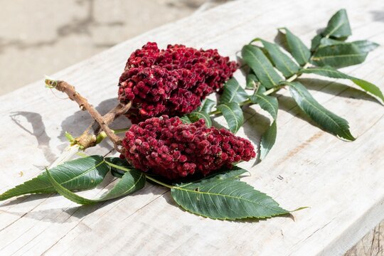 Two ripe burgundy inflorescences of the Sumac tree and a branch with green leaves on the background of a wooden board