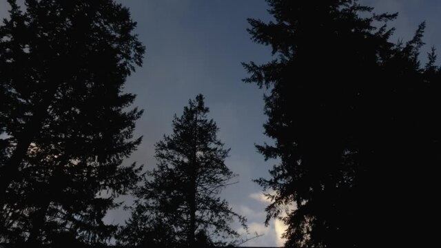 clouds blowing past silhouetted pine trees