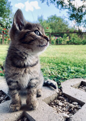 Naklejka na ściany i meble Cute kitty playing in the garden.