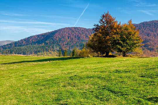 autumn landscape in mountains. beech trees on the grassy hill. wonderful sunny weather on a sunny morning
