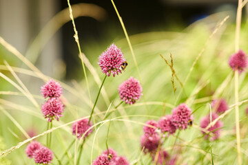 gardening, botany and flora concept - bee pollinating beautiful field flowers blooming in summer garden