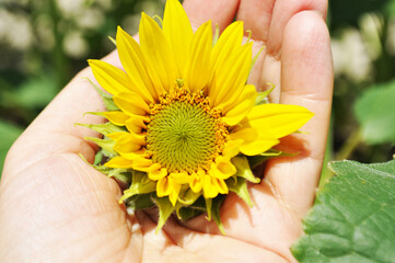 Bright, yellow flowers of sunflowers in their natural environment, field of sunflowers, close-up