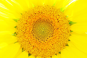 Bright, yellow flowers of sunflowers in their natural environment, field of sunflowers, close-up