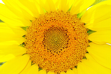Obraz premium Bright, yellow flowers of sunflowers in their natural environment, field of sunflowers, close-up