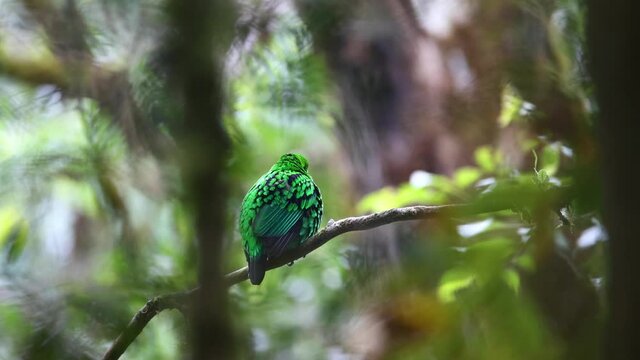 Nature wildlife Footage of Beautiful bird green broadbill perching on a branch. Whitehead's Broadbill bird endemic of Borneo in 4k Resolution