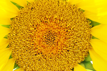 Bright, yellow flowers of sunflowers in their natural environment, field of sunflowers, close-up