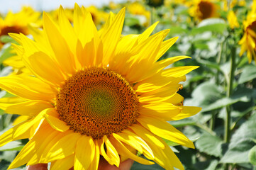 Bright, yellow flowers of sunflowers in their natural environment, field of sunflowers, close-up