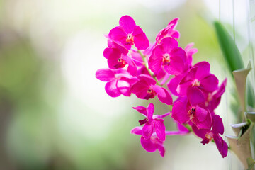 Fototapeta na wymiar Orchid flowers in the garden