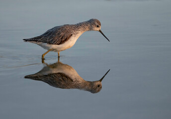 Marsh Sandpiper is small wader