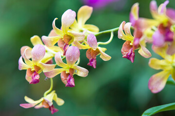 pink orchid flower