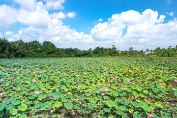Lotus fields bloom in the spring morning. Buddhist flowers, bright and pure