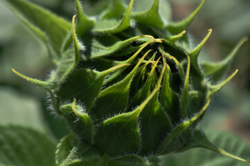 Bright, yellow flowers of sunflowers in their natural environment, field of sunflowers, close-up