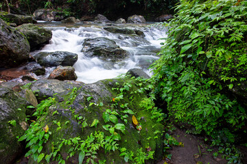 Stream in the tropical forest.