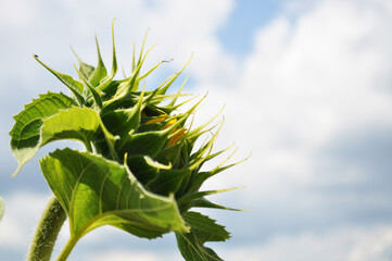 Bright, yellow flowers of sunflowers in their natural environment, field of sunflowers, close-up