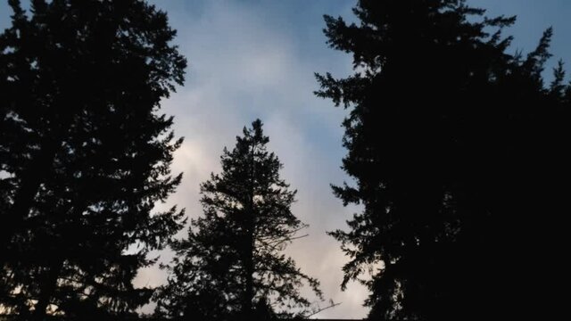 clouds blowing past silhouetted pine trees