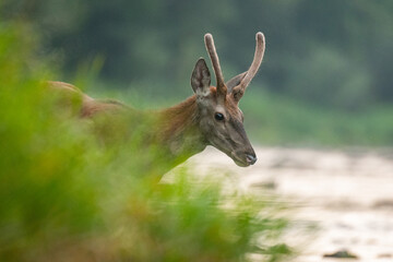 Red Deer in the river. Carpathian Mountains. Poland.