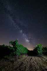 milky way in a vineyard