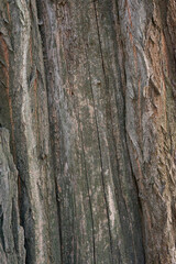 Real Thick Bark Wood Tree Texture,  Bark Of Tree, Rough Surface Pattern, Background, Shallow depth of field.
