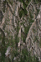 Real thick tree bark covered with moss and fungi, Tree Texture,  Bark Of Tree, Rough Surface Pattern, Background, Shallow depth of field.