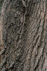 Real Thick Bark Wood Tree Texture,  Bark Of Tree, Rough Surface Pattern, Background, Shallow depth of field.
