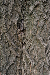 Real Thick Bark Wood Tree Texture,  Bark Of Tree, Rough Surface Pattern, Background, Shallow depth of field.

