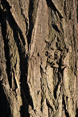 Real Thick Bark Wood Tree Texture,  Bark Of Tree, Rough Surface Pattern, Background, Shallow depth of field.
