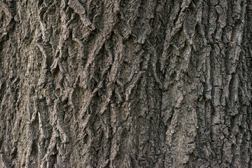 Real Thick Bark Wood Tree Texture,  Bark Of Tree, Rough Surface Pattern, Background, Shallow depth of field.
