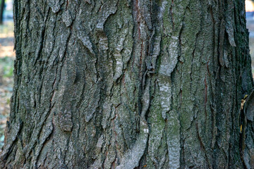 Real thick tree bark covered with moss and fungi, Tree Texture,  Bark Of Tree, Rough Surface Pattern, Background, Shallow depth of field.