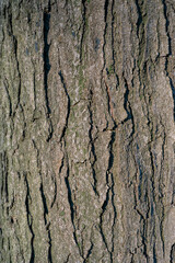 Real Thick Bark Wood Tree Texture,  Bark Of Tree, Rough Surface Pattern, Background, Shallow depth of field.
