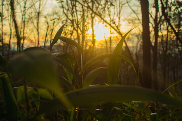 The sun sets in the evening with the forest, not nature
