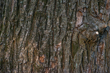Real Thick Bark Wood Tree Texture,  Bark Of Tree, Rough Surface Pattern, Background, Shallow depth of field.

