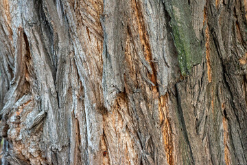 Real thick tree bark covered with moss and fungi, Tree Texture,  Bark Of Tree, Rough Surface Pattern, Background, Shallow depth of field.