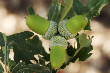 Fresh and young acorn on the tree