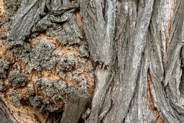 Real Thick Bark Wood Tree Texture,  Bark Of Tree, Rough Surface Pattern, Background, Shallow depth of field.
