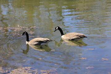 Obraz premium country goose family on a pond in Hutchinson Kansas USA.