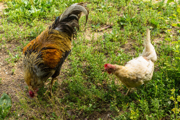 The hen looks at the rooster, which has found food in the grass. Summer day at the agricultural farm.