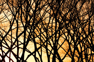 sunset in the trees