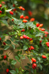 Obraz premium Dog rose fruits (Rosa canina). Wild rosehips in nature. 