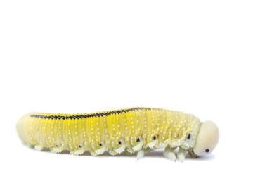 caterpillar on a white background.