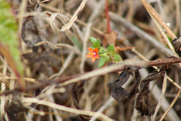 scarlet pimpernel flower