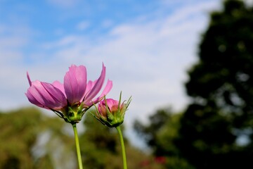 花　こすもす　空　秋　風景