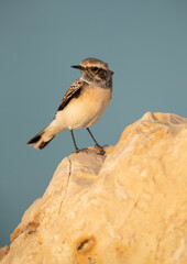 Pied wheatear at Busiateen coast, Bahrain
