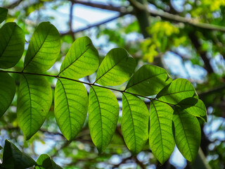 green leaves on a sunny day