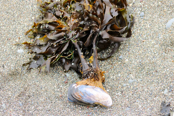 clam and sea weed