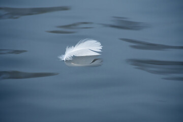 Lonely amazing white swan feather floats  on the blue waves