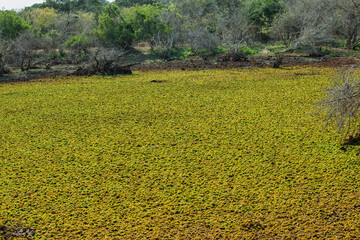 Yala National Park, Sri Lanka, Asia.