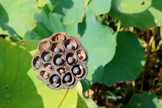 花托 Images Browse 1 994 Stock Photos Vectors And Video Adobe Stock