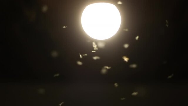 The midge flies in the light from the lamp. Slow motion of flying insects. 