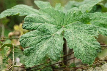 leaves in the garden